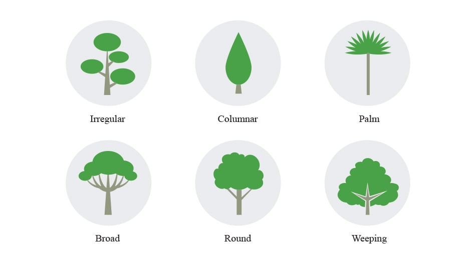 Illustration of six types of trees