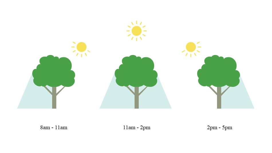 Illustration of three trees with sun shade at different times of the day