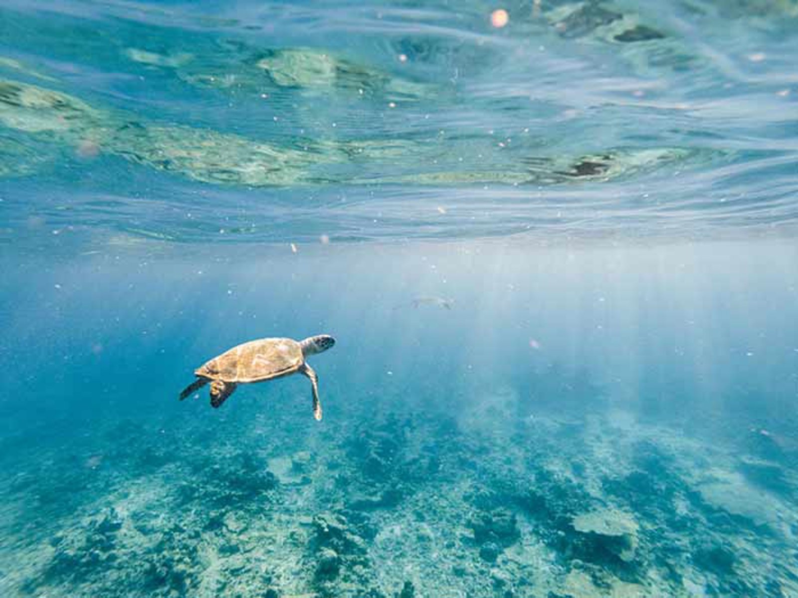 Turtle swimming in ocean, biodiversity