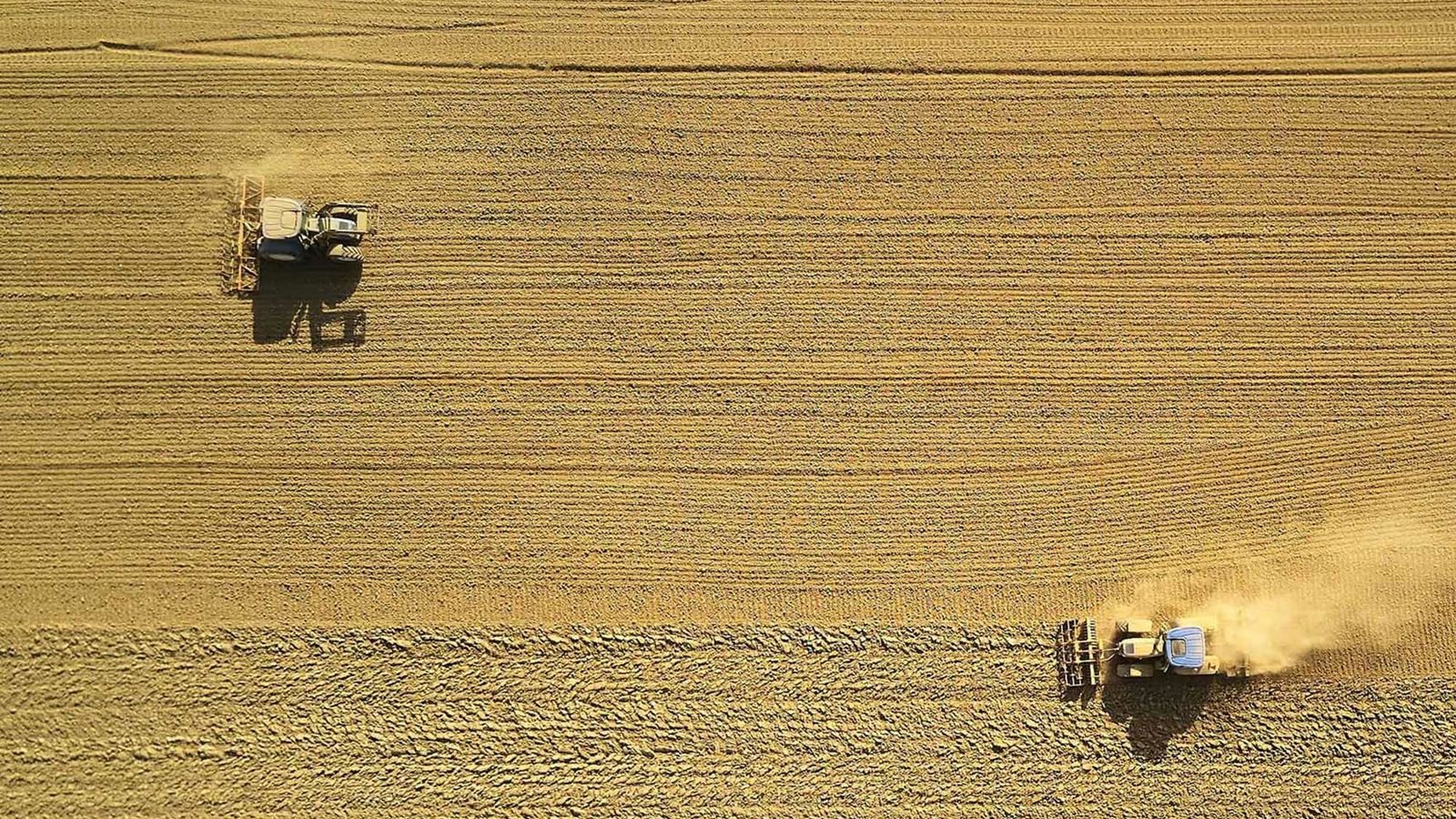 Farmers harvesting wheat