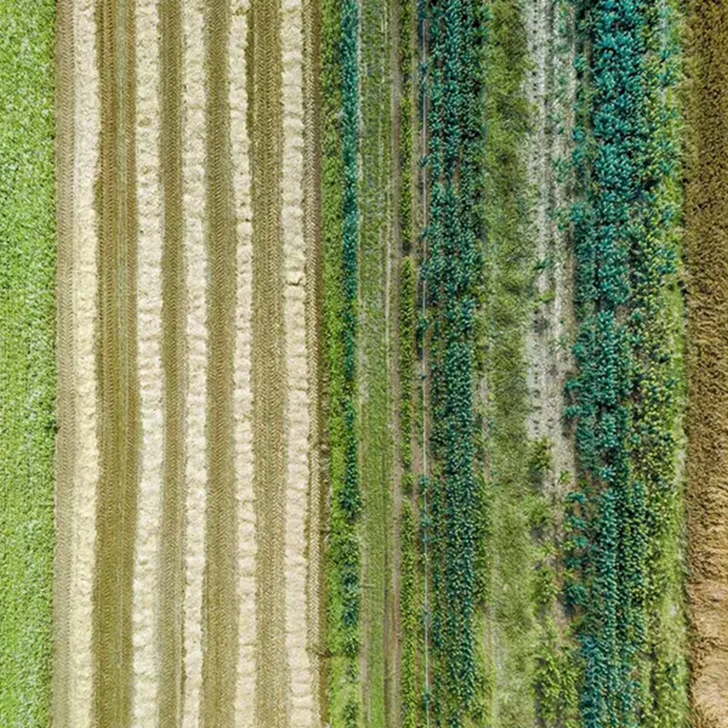 Aerial view of a field growing food