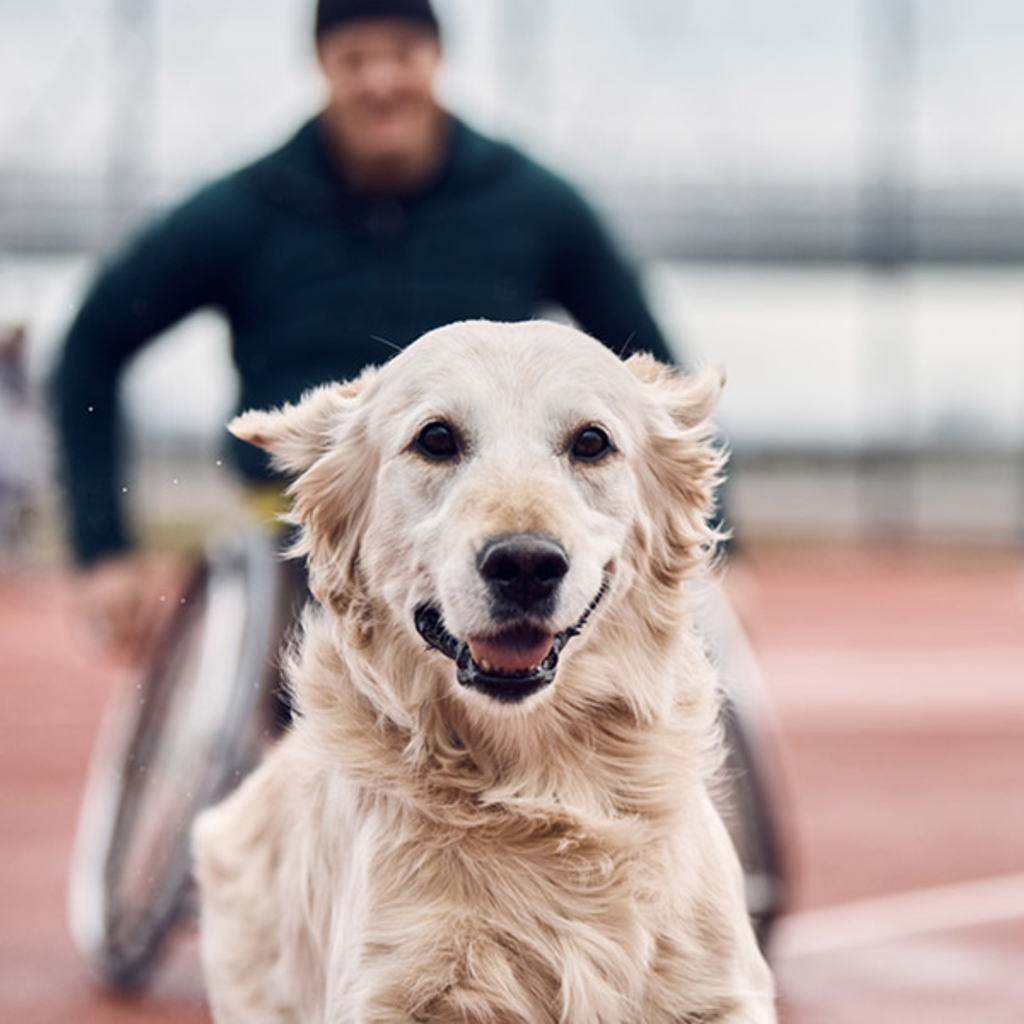 Man in a wheelchair and a dog racing on a running track