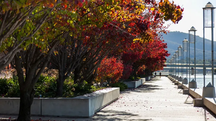 trees and a walk way along a river hero