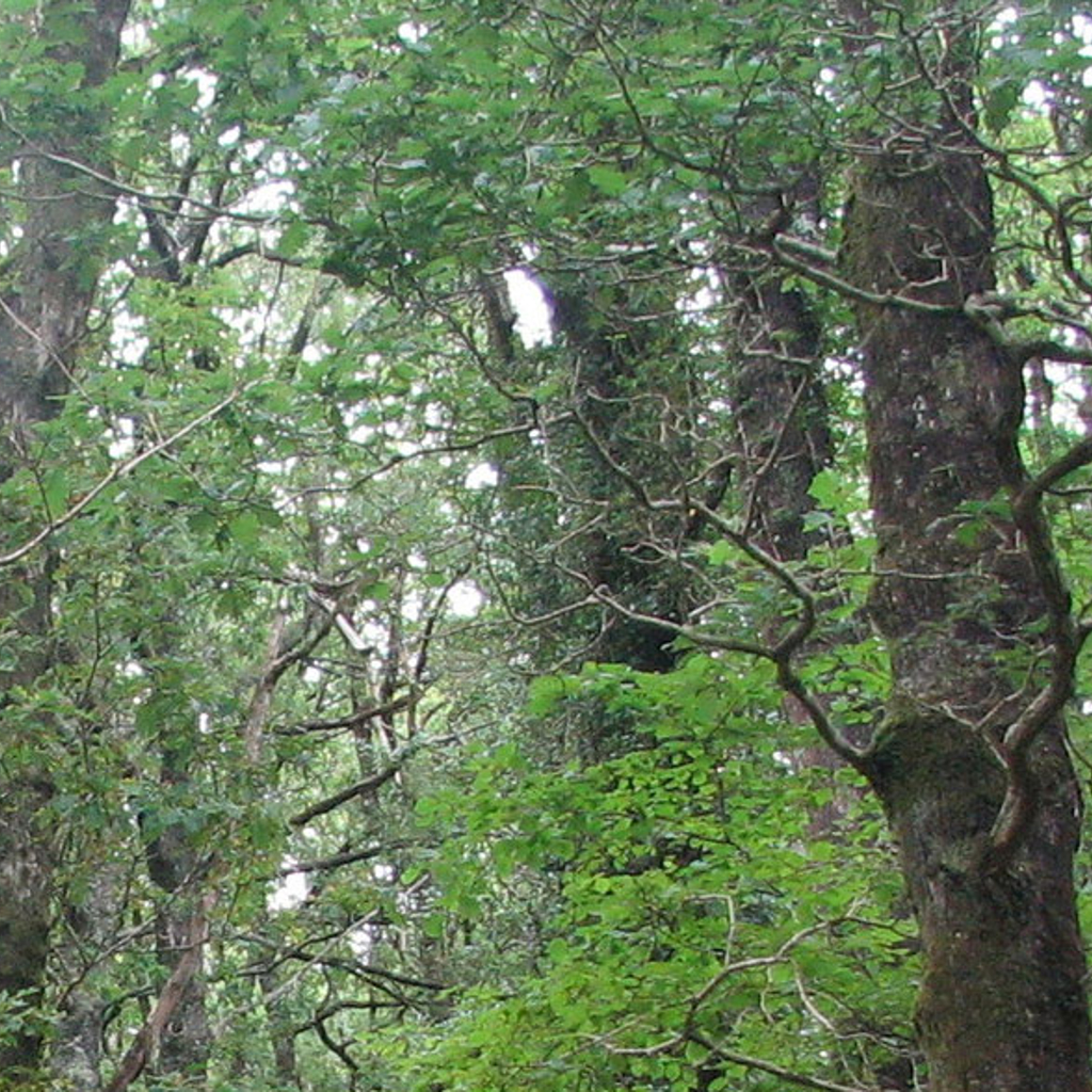 Trees in a forest