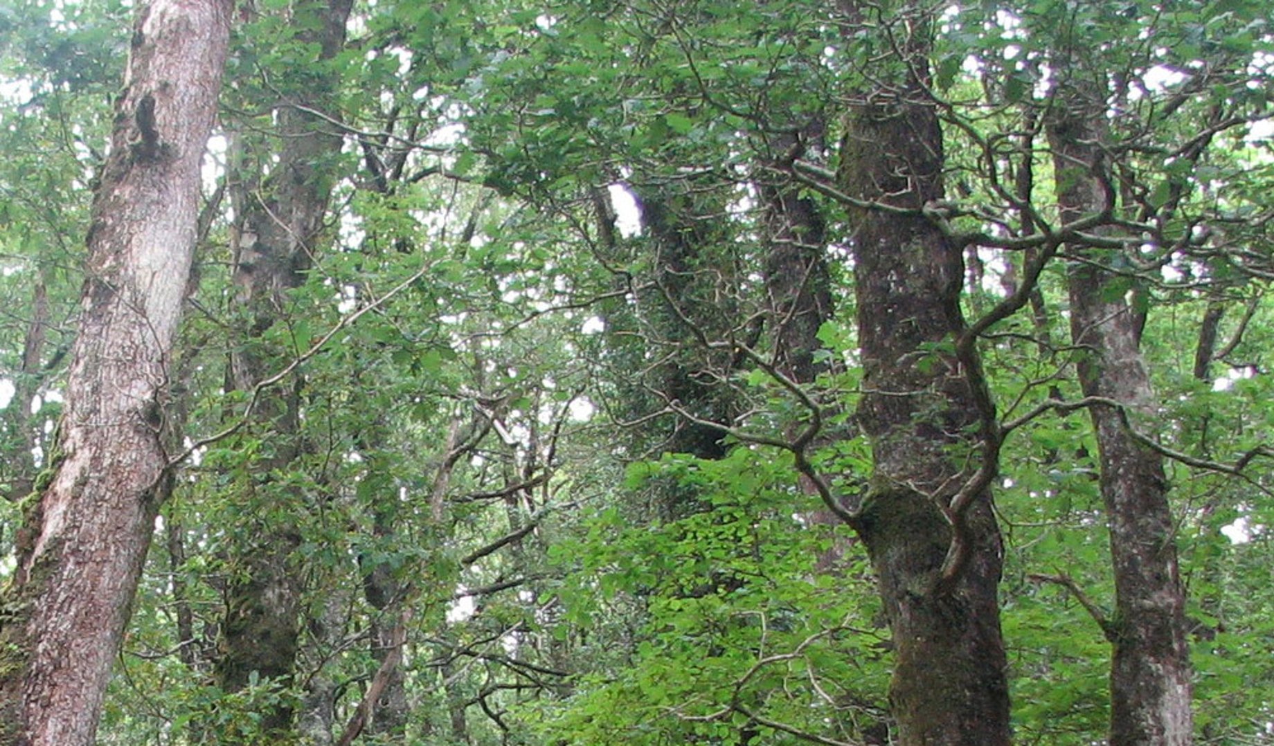 Trees in a forest