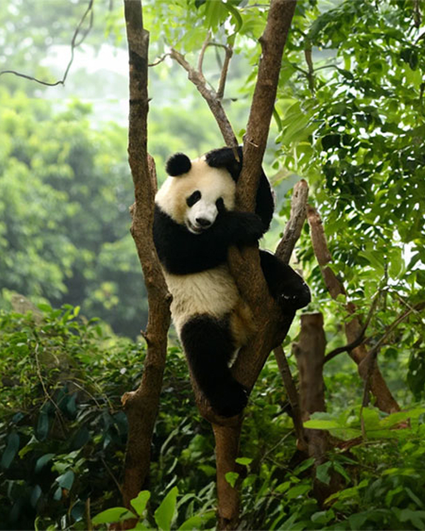 Panda playing in a tree