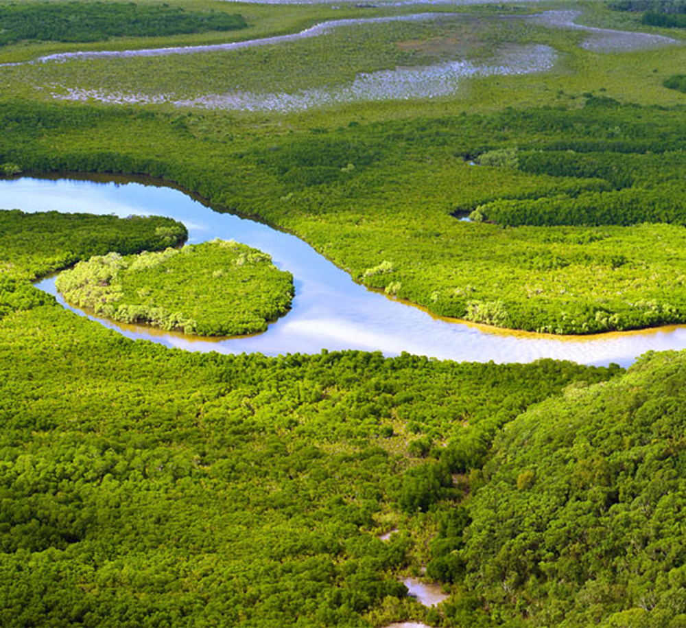 River meandering and surrounded by greenery