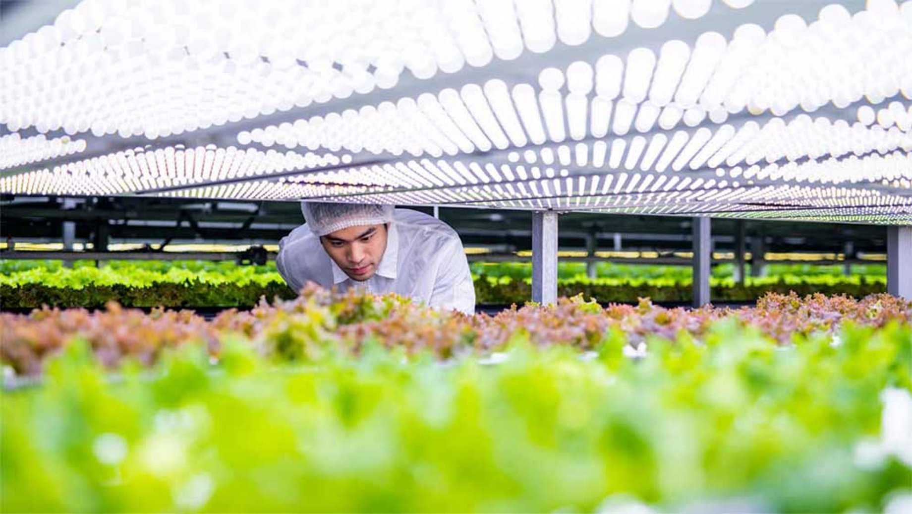 Man tending crops in a greenhouse