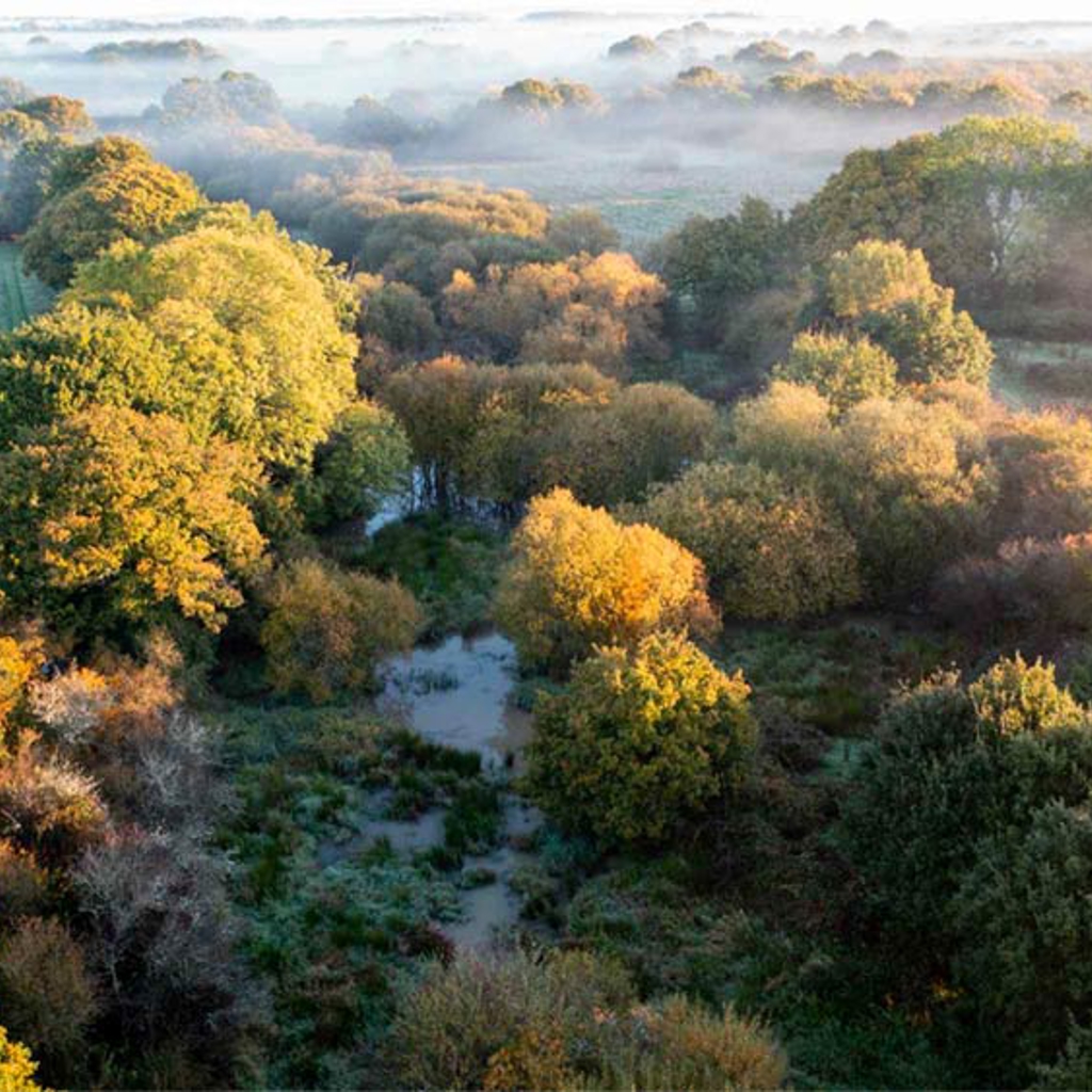 Trees in the countryside in the UK