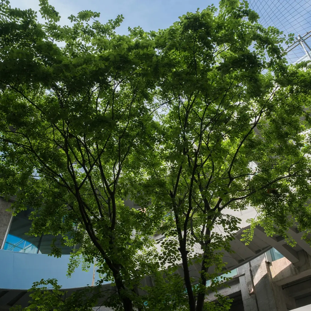 A tree in a courtyard surrounded by a building