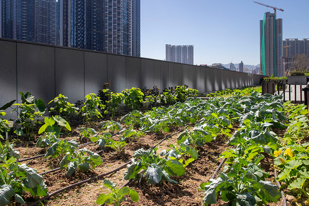 Urban farming at Airside