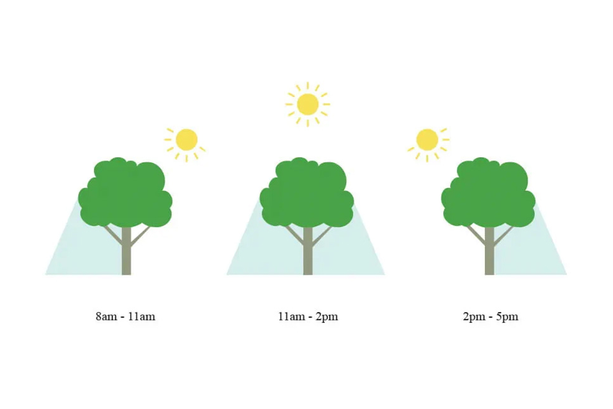 Illustration of a tree at different times of the day