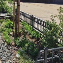 Trees and bushes planted on a New York sidewalk