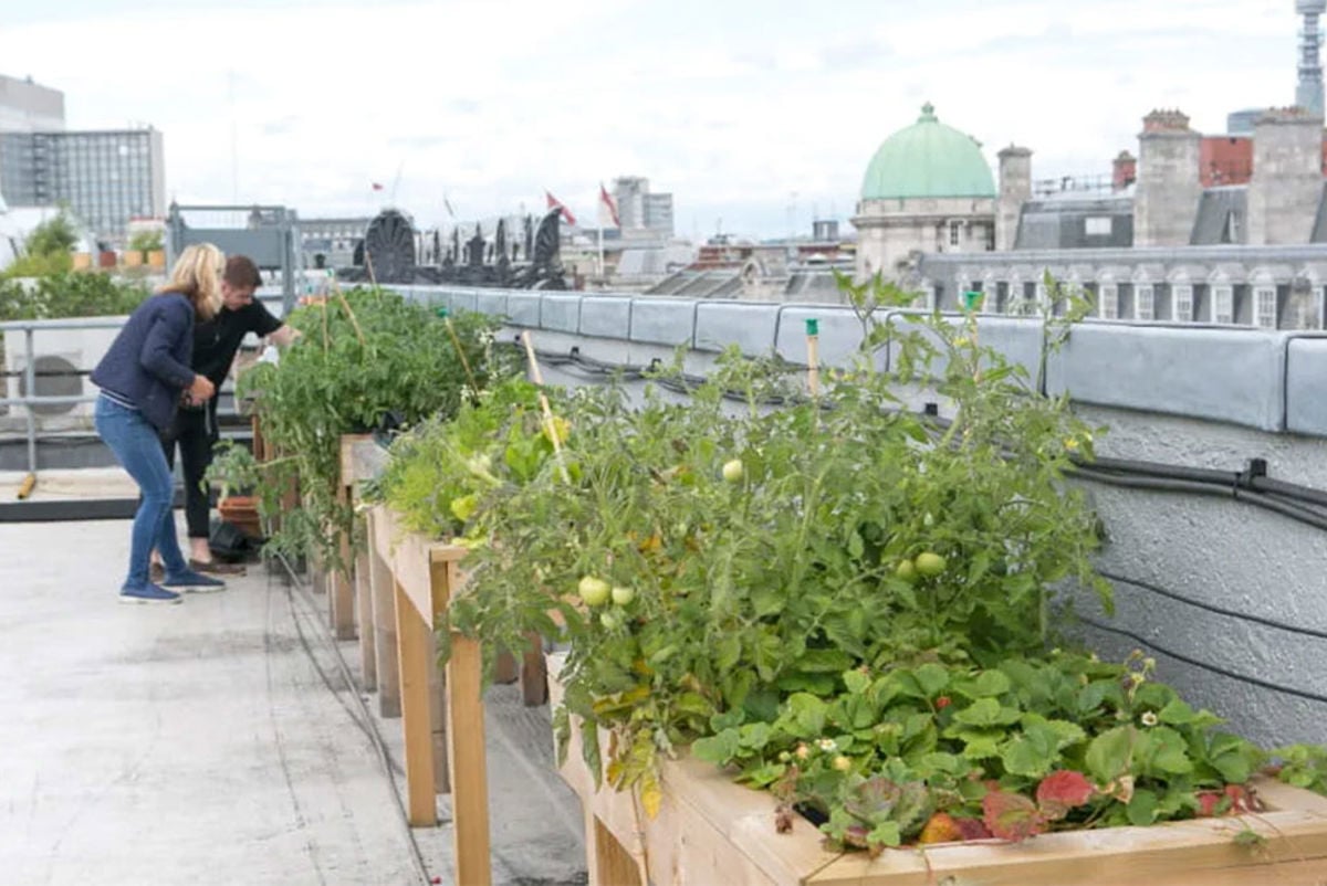 Plants on roof